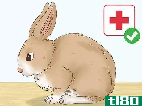 Image titled Choose a Rabbit Breed Step 11