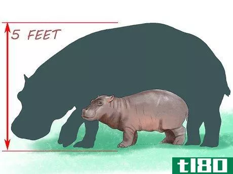 Image titled Deal With a Hippo Encounter Step 12