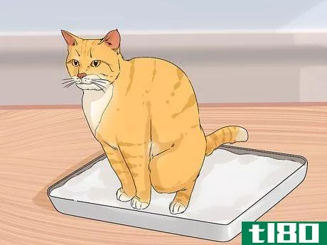 Image titled Change Your Cat's Routine Step 6