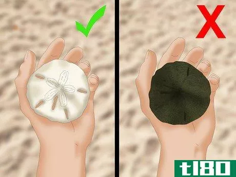Image titled Clean and Preserve Sand Dollars Step 1