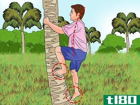 Image titled Climb a Palm Tree Step 5