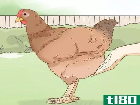 Image titled Cure a Chicken from Egg Bound Step 6