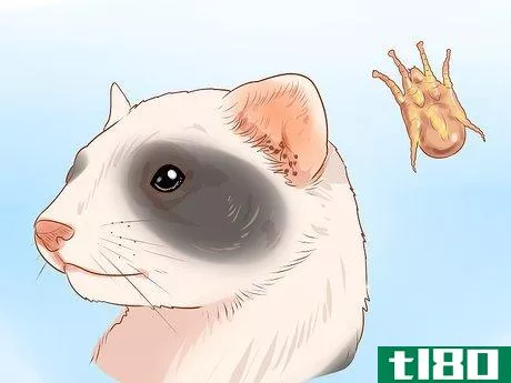 Image titled Clean a Ferret's Ears Step 8