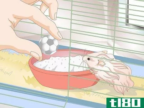 Image titled Clean a Long Haired Hamster Step 4