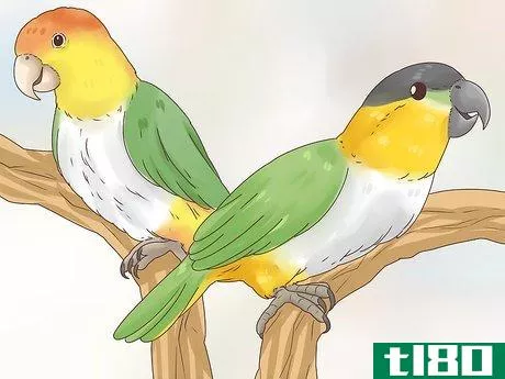 Image titled Choose a Caique Parrot Step 1