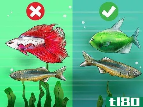 Image titled Choose Fish for a Freshwater Aquarium Step 3