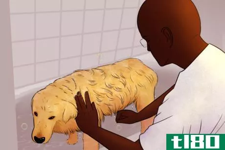 Image titled Man Washes Golden Retriever.png