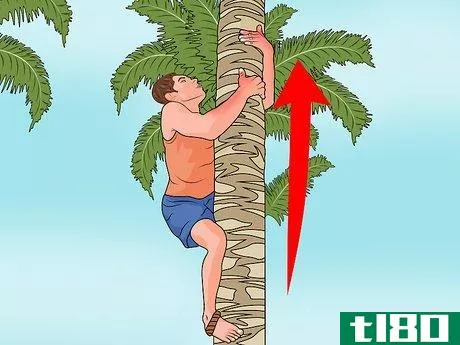 Image titled Climb a Palm Tree Step 10