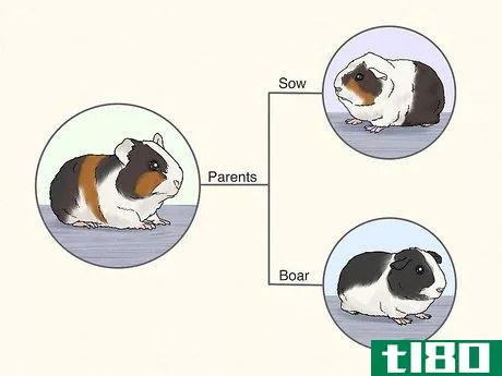 Image titled Choose a Guinea Pig for Breeding Step 9