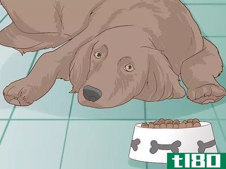 Image titled Check for Signs of Dental Disease in Dogs Step 3