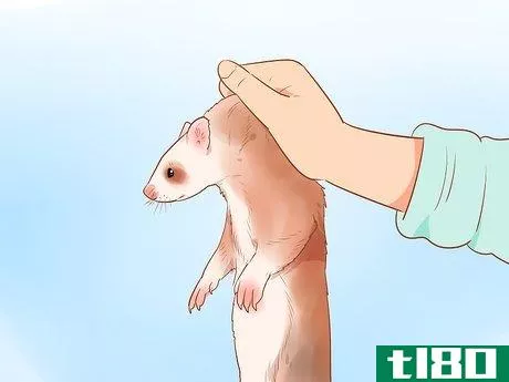 Image titled Clean a Ferret's Ears Step 4
