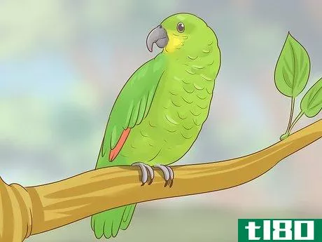 Image titled Choose an Amazon Parrot Step 3