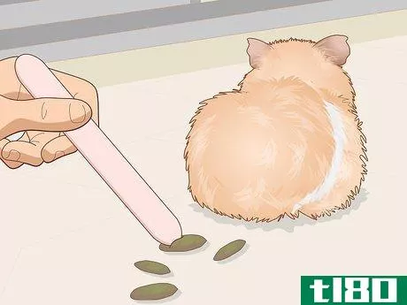 Image titled Change a Guinea Pig's Diet Step 13