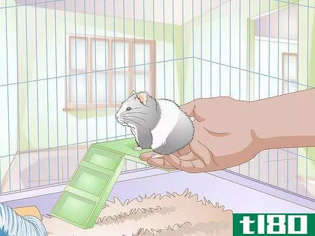 Image titled Deal With a Mean Hamster Step 14