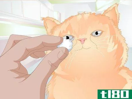 Image titled Clean Gunk from Your Cat's Eyes Step 4