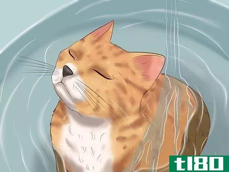 Image titled Clean Your Cat When He Can't Do It Himself Step 32
