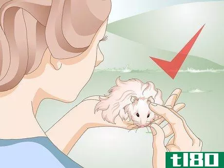 Image titled Clean a Long Haired Hamster Step 11