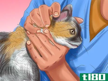 Image titled Check Your Cat's Ears for Possible Problems Step 10