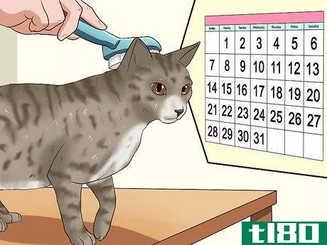 Image titled Clean Your Cat When He Can't Do It Himself Step 5