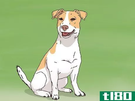Image titled Choose a Jack Russell Puppy Step 1
