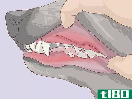 Image titled Check for Signs of Dental Disease in Dogs Step 8