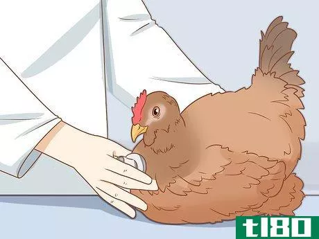 Image titled Cure a Chicken from Egg Bound Step 8