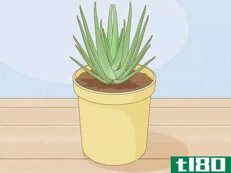 Image titled Choose Succulents Step 2