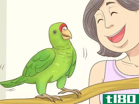 Image titled Choose an Amazon Parrot Step 6