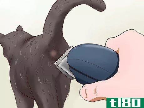 Image titled Clean Your Cat When He Can't Do It Himself Step 20