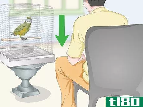 Image titled Deal with a Fearful or Stressed Senegal Parrot Step 15