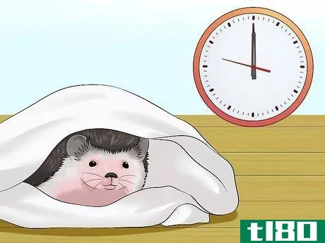 Image titled Clean Hedgehog Quills Step 11