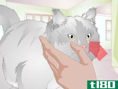 Image titled Clean Gunk from Your Cat's Eyes Step 9