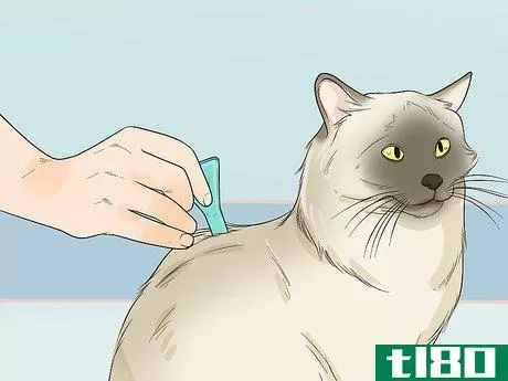 Image titled Deal with Persistent Feline Flea Problems Step 11