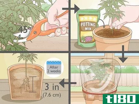 Image titled Clone a Marijuana Plant Without Rooting Hormone Step 1