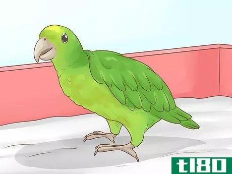 Image titled Choose an Amazon Parrot Step 5