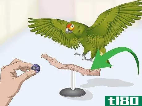 Image titled Deal with an Aggressive Amazon Parrot Step 9