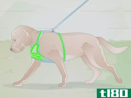 Image titled Choose the Right Harness for Your Dog Step 6