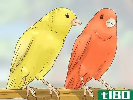 Image titled Choose a Canary Step 5