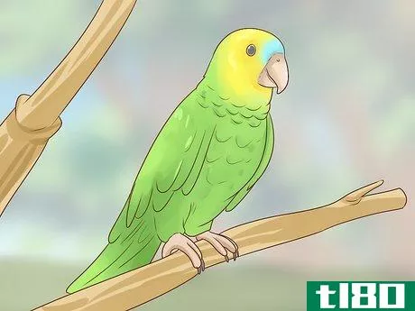Image titled Choose an Amazon Parrot Step 1