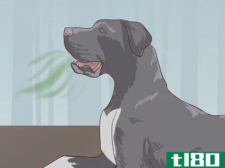 Image titled Check for Signs of Dental Disease in Dogs Step 1