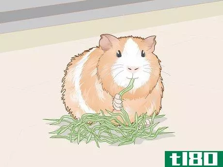 Image titled Change a Guinea Pig's Diet Step 11