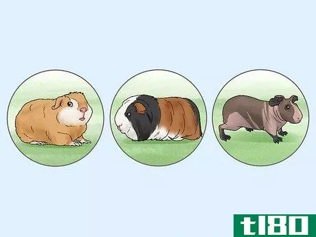 Image titled Choose a Guinea Pig for Breeding Step 5