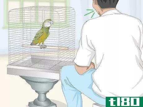 Image titled Deal with a Fearful or Stressed Senegal Parrot Step 7