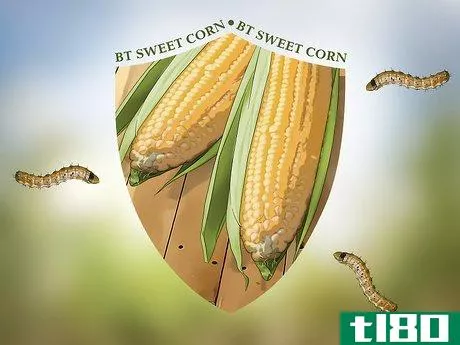 Image titled Control Corn Ear Worms Step 2