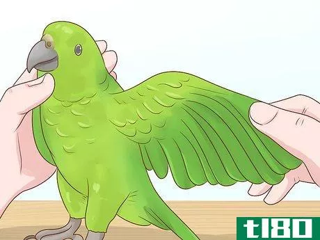 Image titled Choose an Amazon Parrot Step 8
