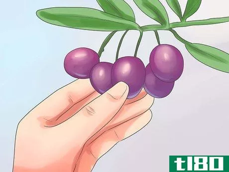 Image titled Cure Olives Step 18