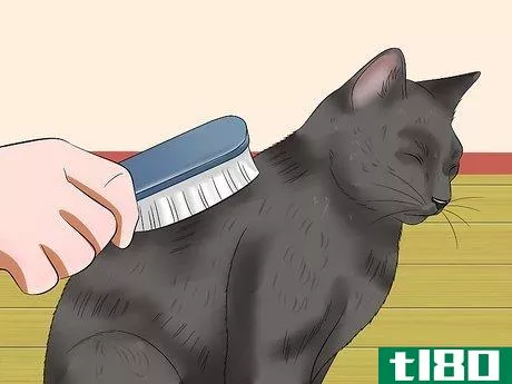 Image titled Prevent Matted Cat Hair Step 9