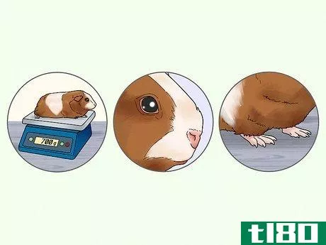 Image titled Choose a Guinea Pig for Breeding Step 10