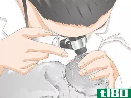 Image titled Clean Gunk from Your Cat's Eyes Step 10