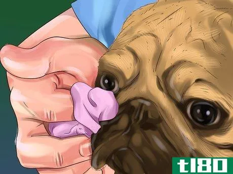 Image titled Clean a Pug's Facial Wrinkles Step 5